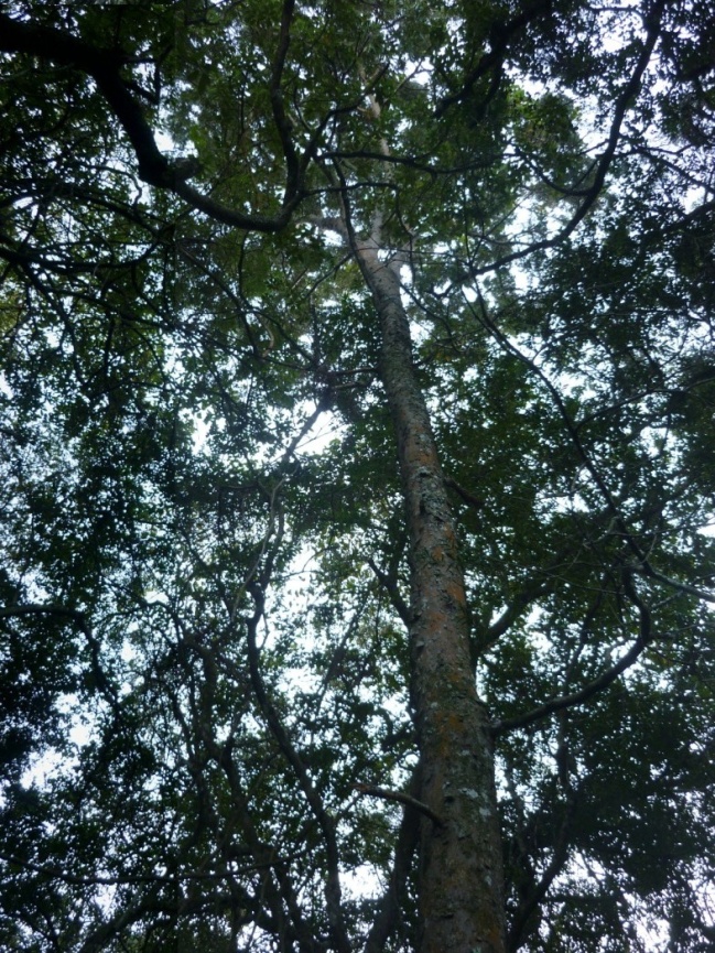 Indigenous forest