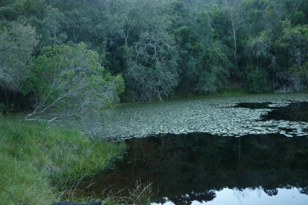 The valley landscape