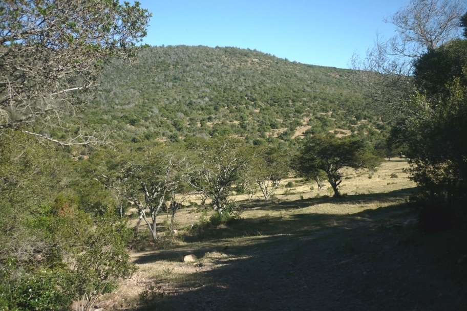 Bush and hills
