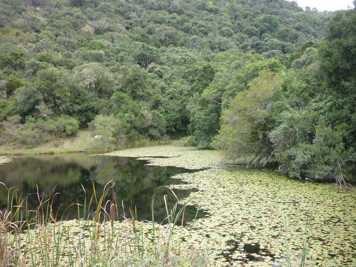Spring-fed dam