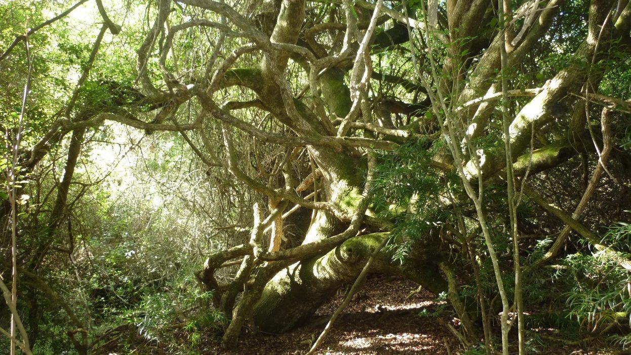 Forest tangle