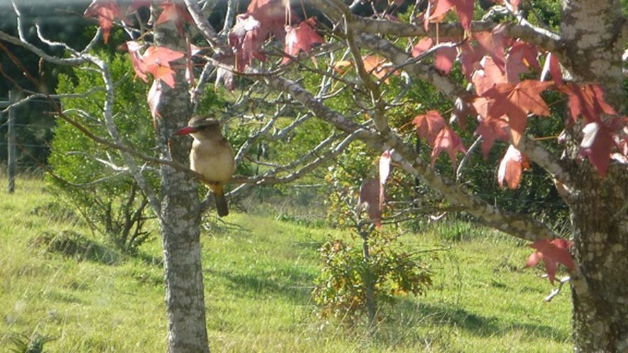 Kingfisher in a tree
