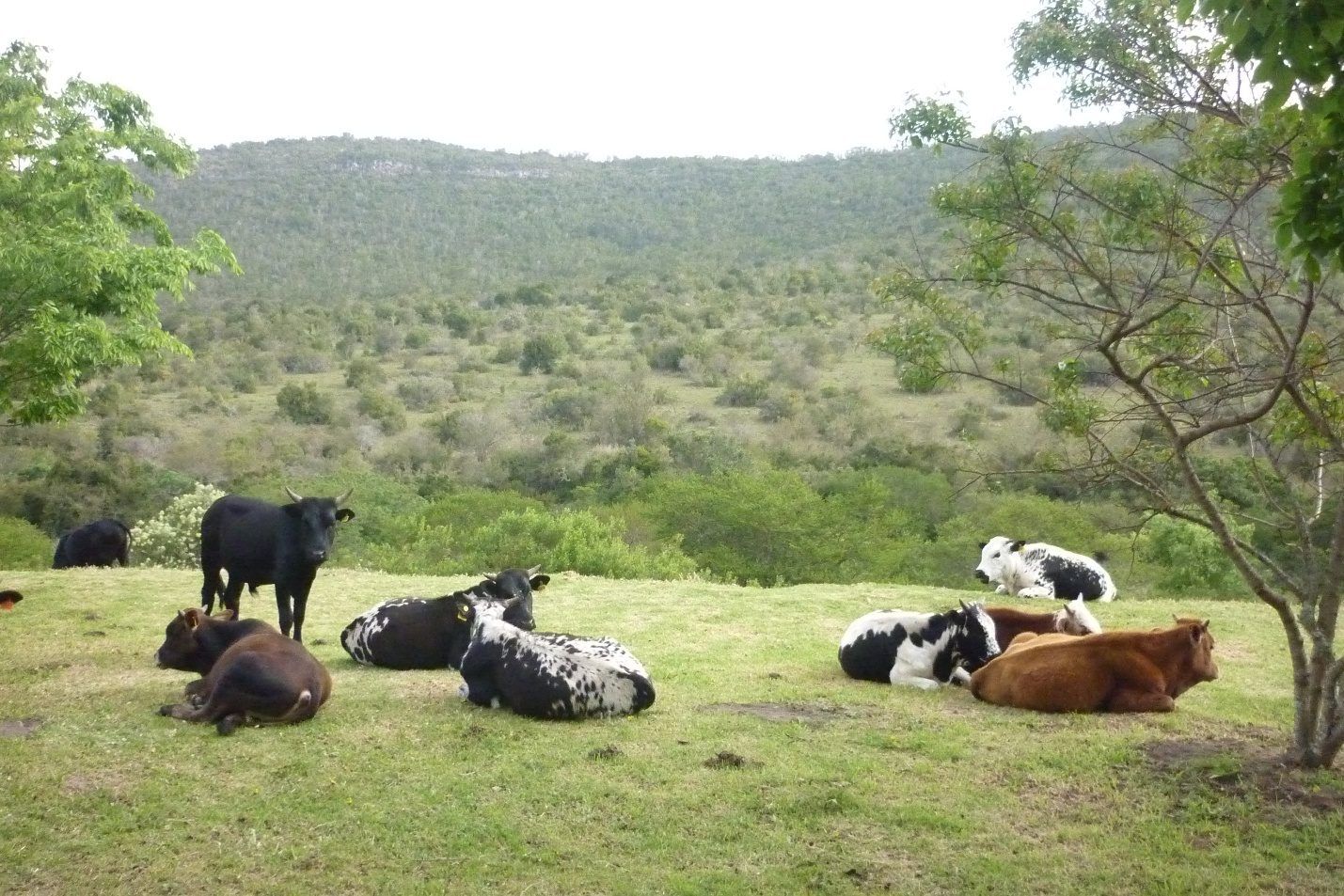 Nguni cattle