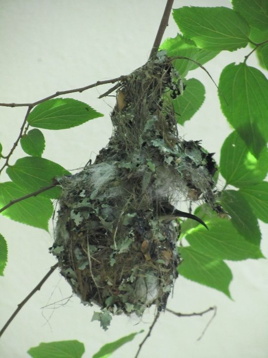 Sunbird in nest
