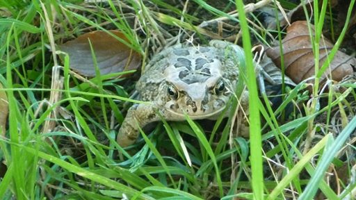 Toad
