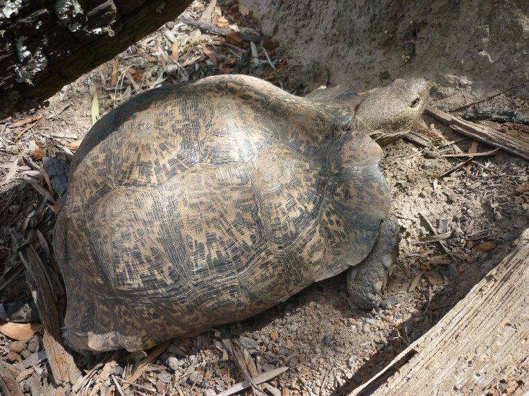 Tortoise