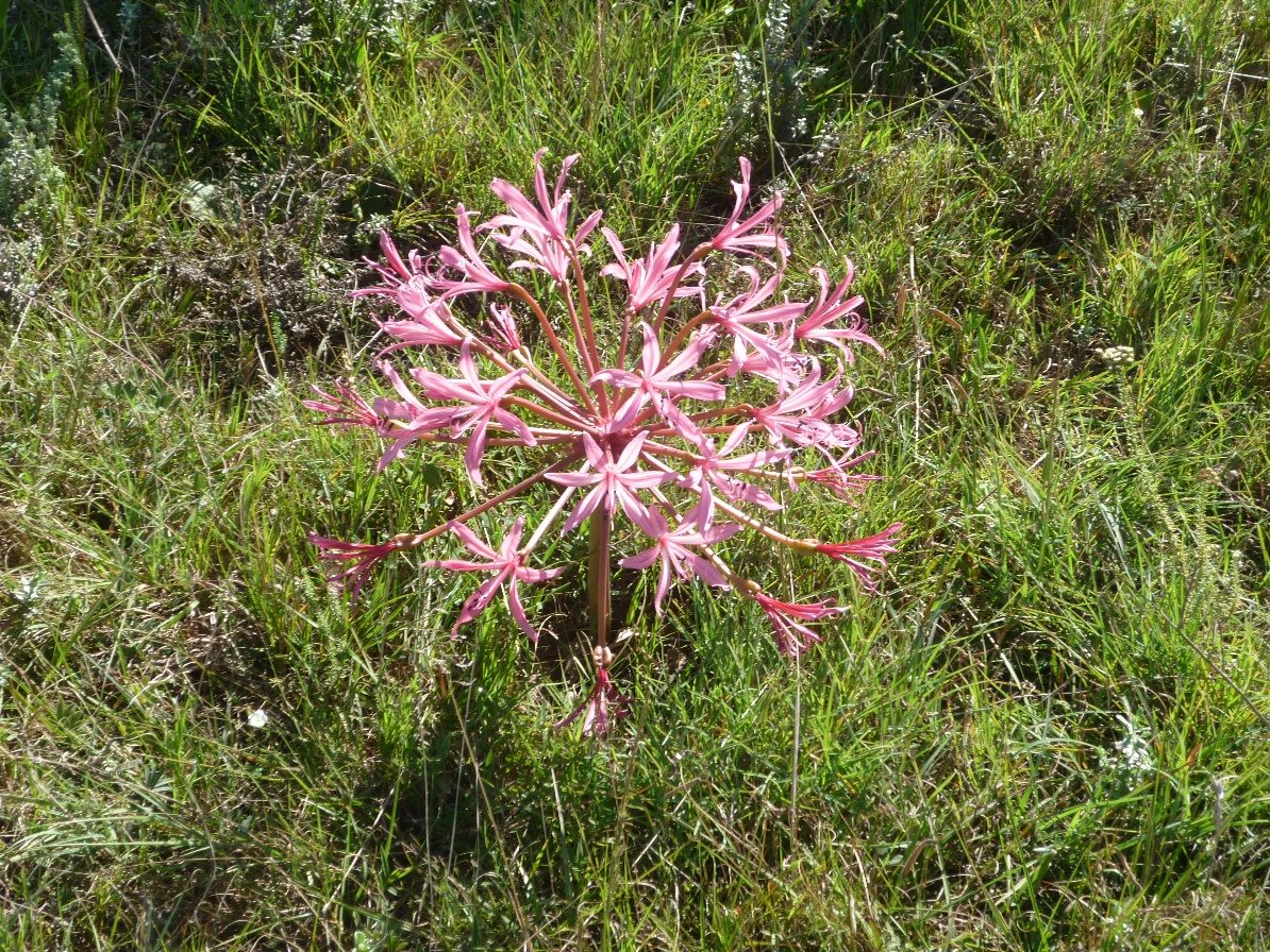 Nerine flowers in the veld