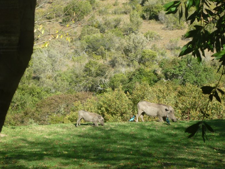 Warthogs on the farm